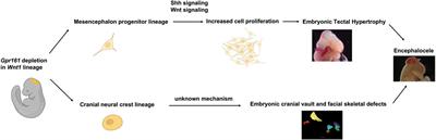 Wnt1 Lineage Specific Deletion of Gpr161 Results in Embryonic Midbrain Malformation and Failure of Craniofacial Skeletal Development